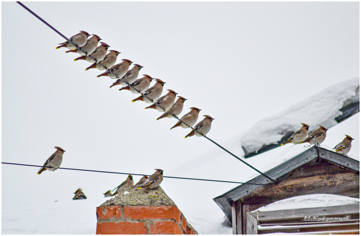 Дружная компания свиристелей. - Михаил. 