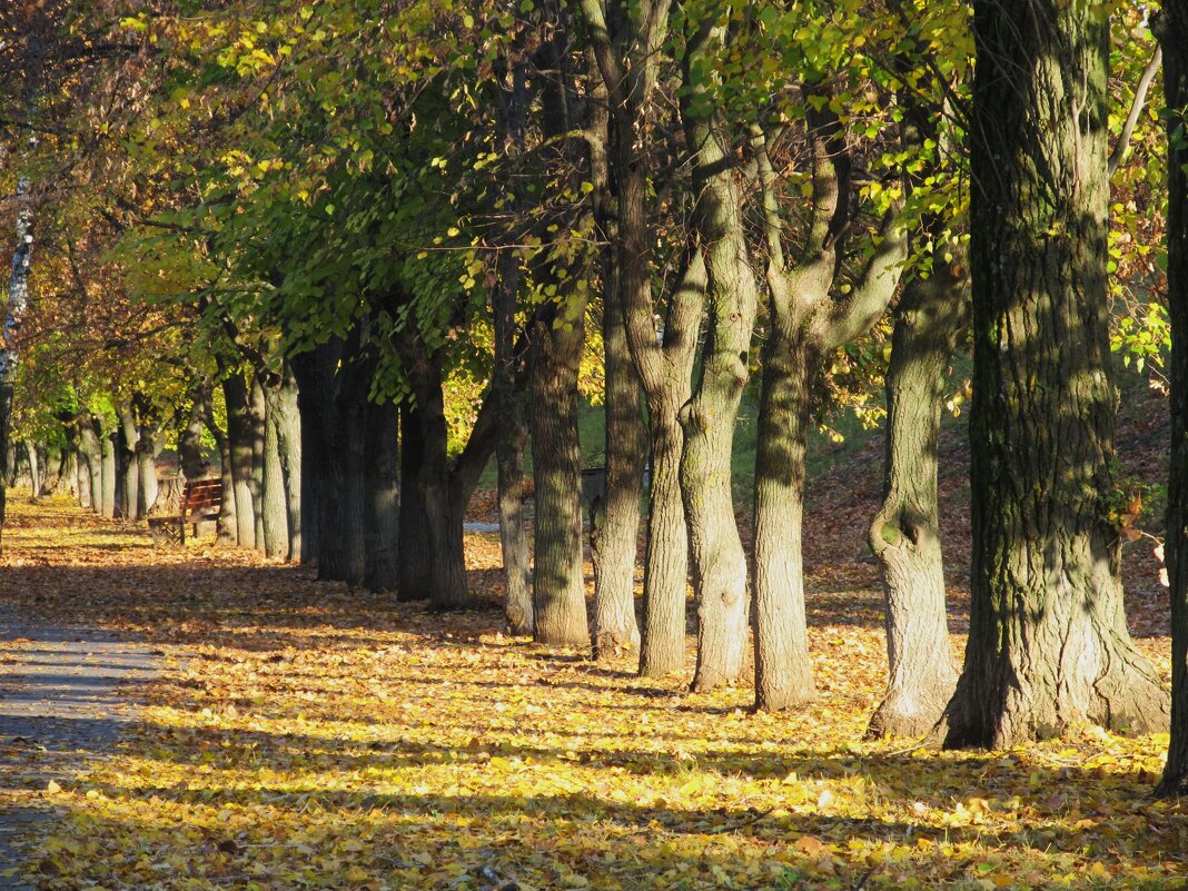 осенняя благодать - Елена Шаламова