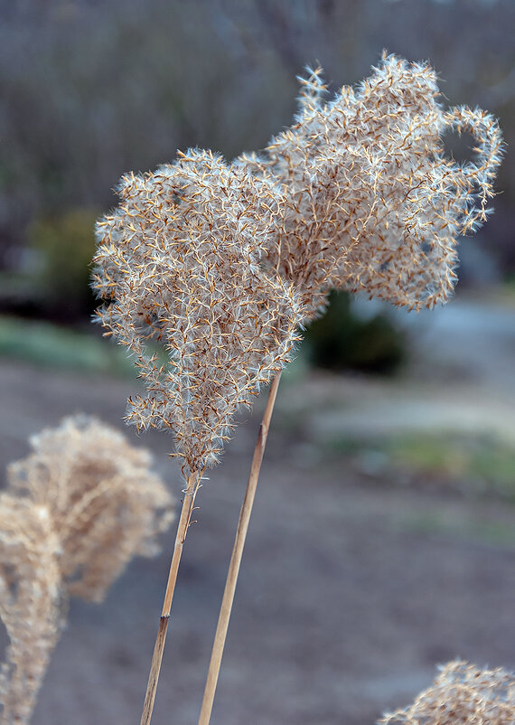 Кудри вьются, кудри вьются ! - Варвара 