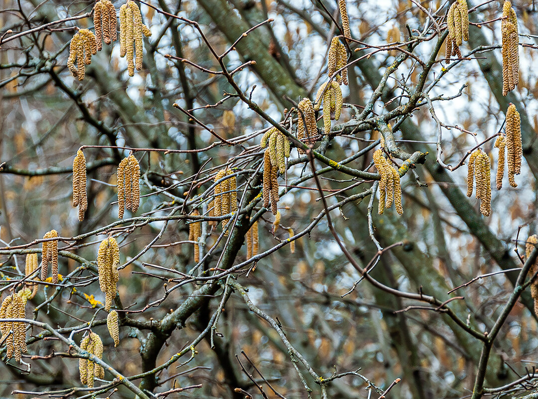Сережки лещины - Варвара 