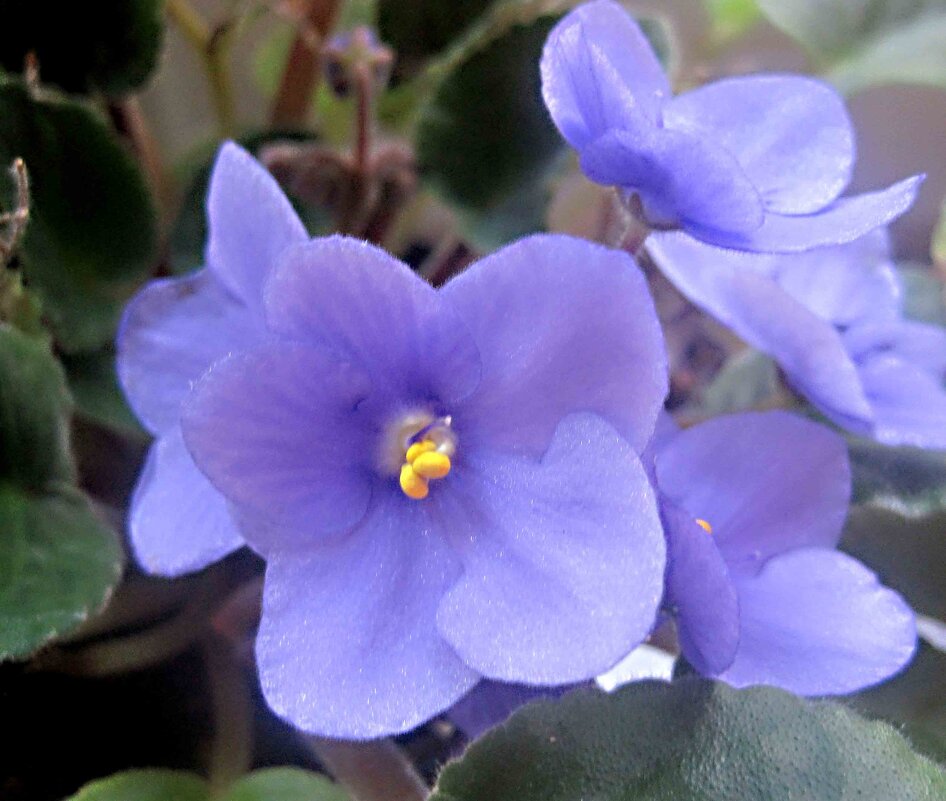 Фиалка - Елена Семигина