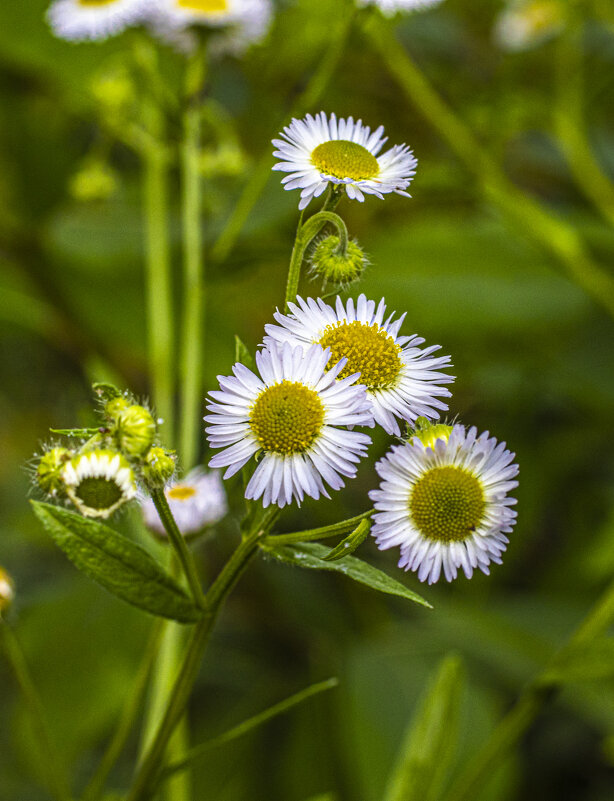 весна не за горами 7 - Николай 