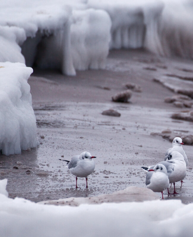У кромки льда. - Константин Белоногов