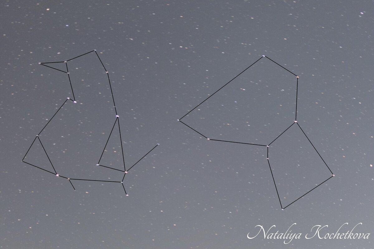 Природа Крыма - Amazing Cosmea