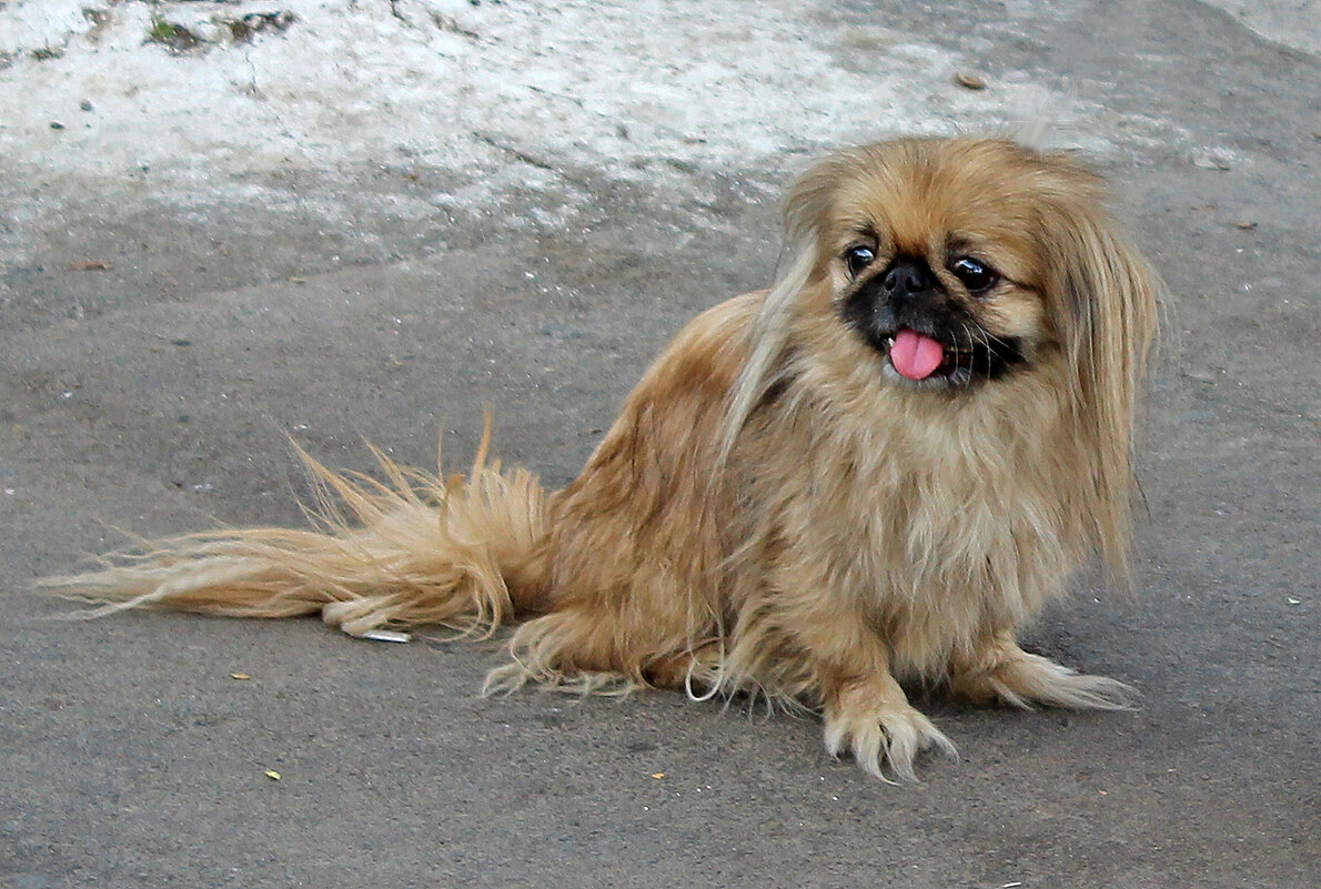 Пекинес - Светлана Пекинес - Светлана