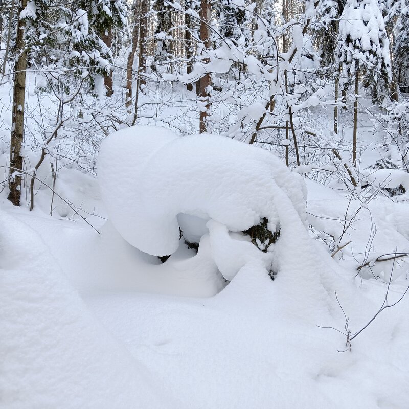 кривой нос - Владимир 