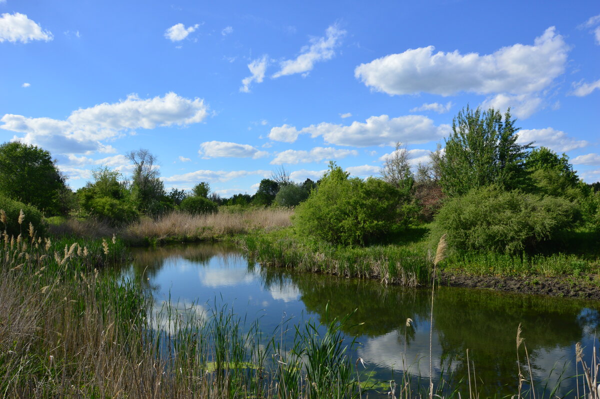 МЕСТНАЯ РЕКА. - Виктор 