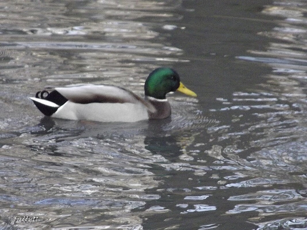 Селезень - Freddy 97