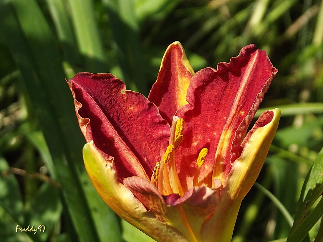 Лилейник - Freddy 97