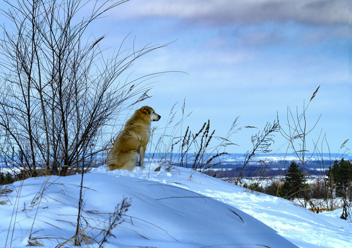 Наблюдатель - София 