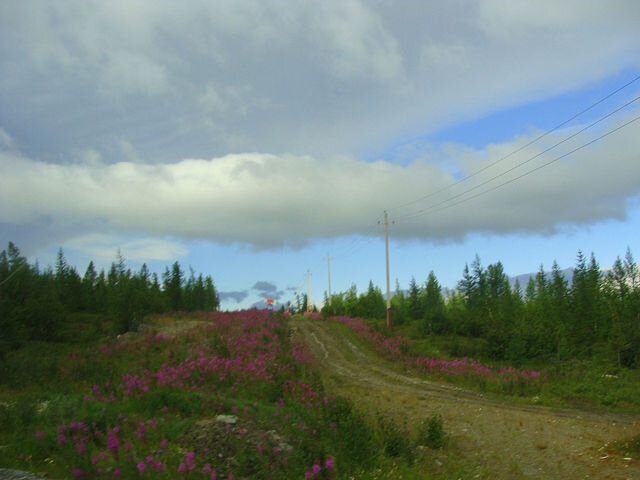 Лето. Лабытнанги. Ямал - Tata Wolf