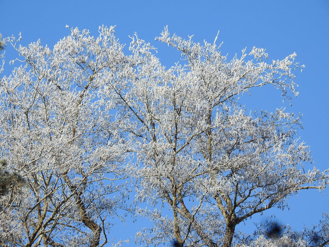 причуды зимы - ИННА ПОРОХОВА