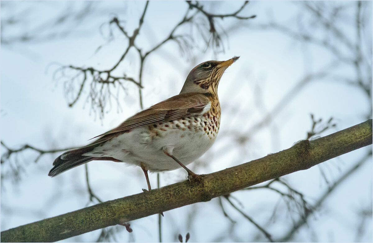 Дрозд - рябинник - Валентин Котляров