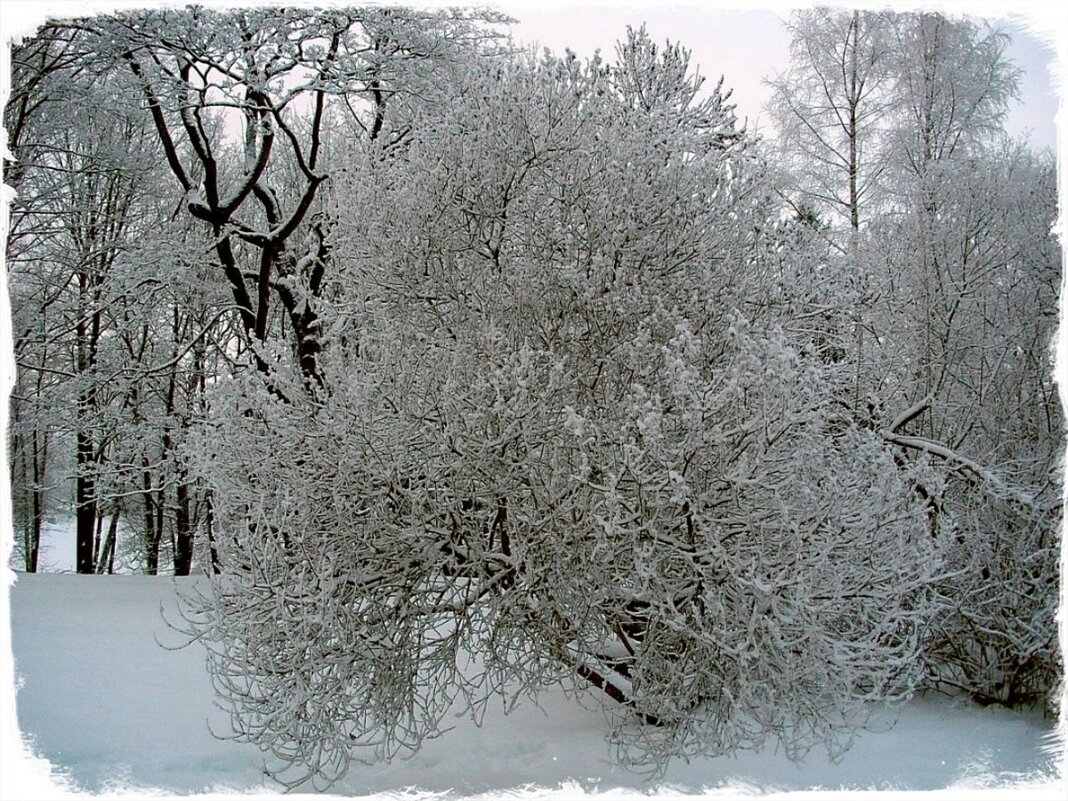 Изящное деревце - VasiLina *