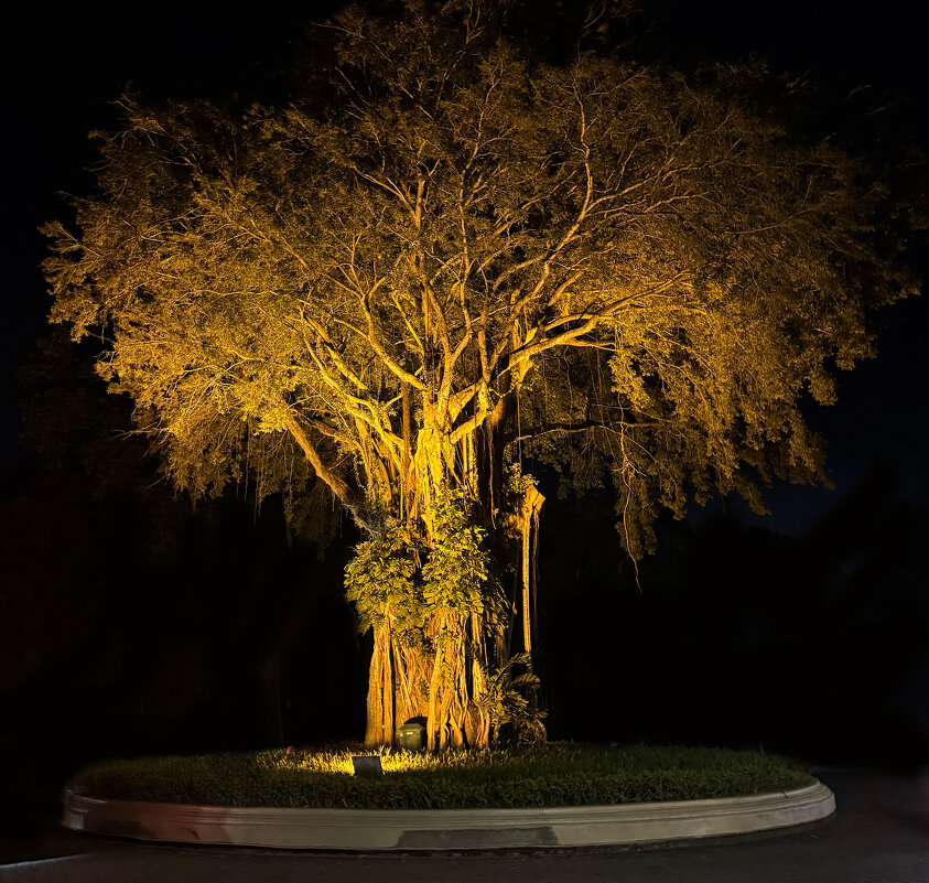Волшебное дерево Бали - Андрей Город