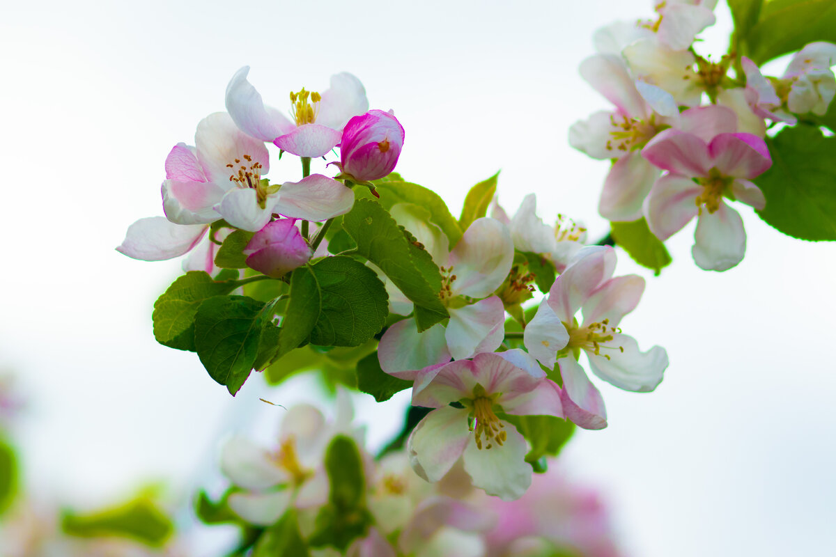 Весна не за горами 9 - Николай 