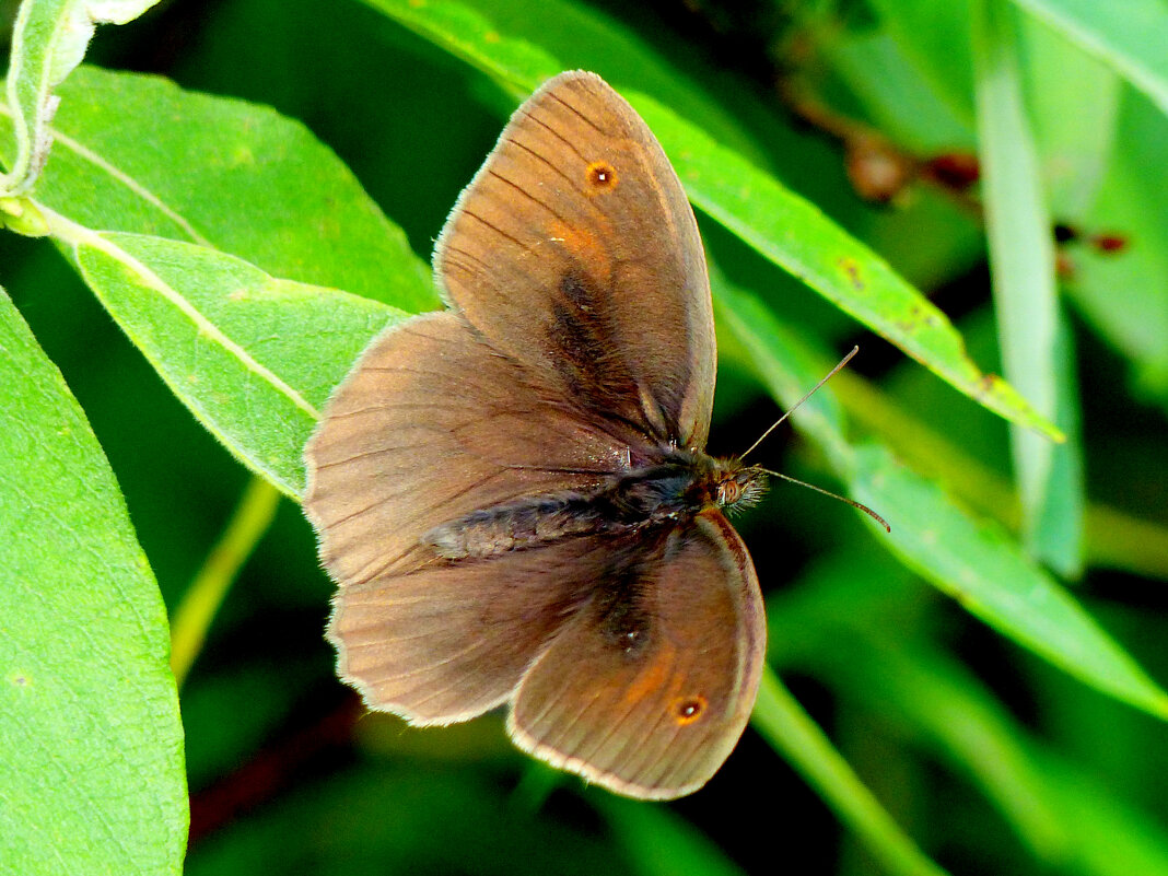 опять про бабочек...422 - Александр Прокудин опять про бабочек...422 - Александр Прокудин