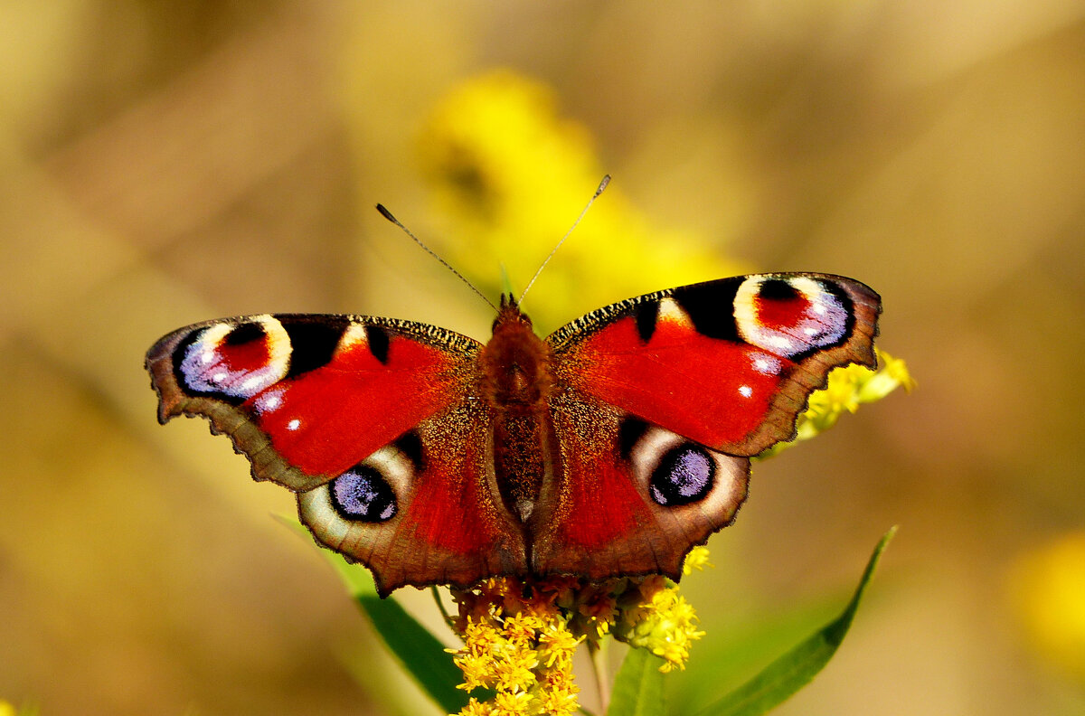 опять про бабочек...425 - Александр Прокудин