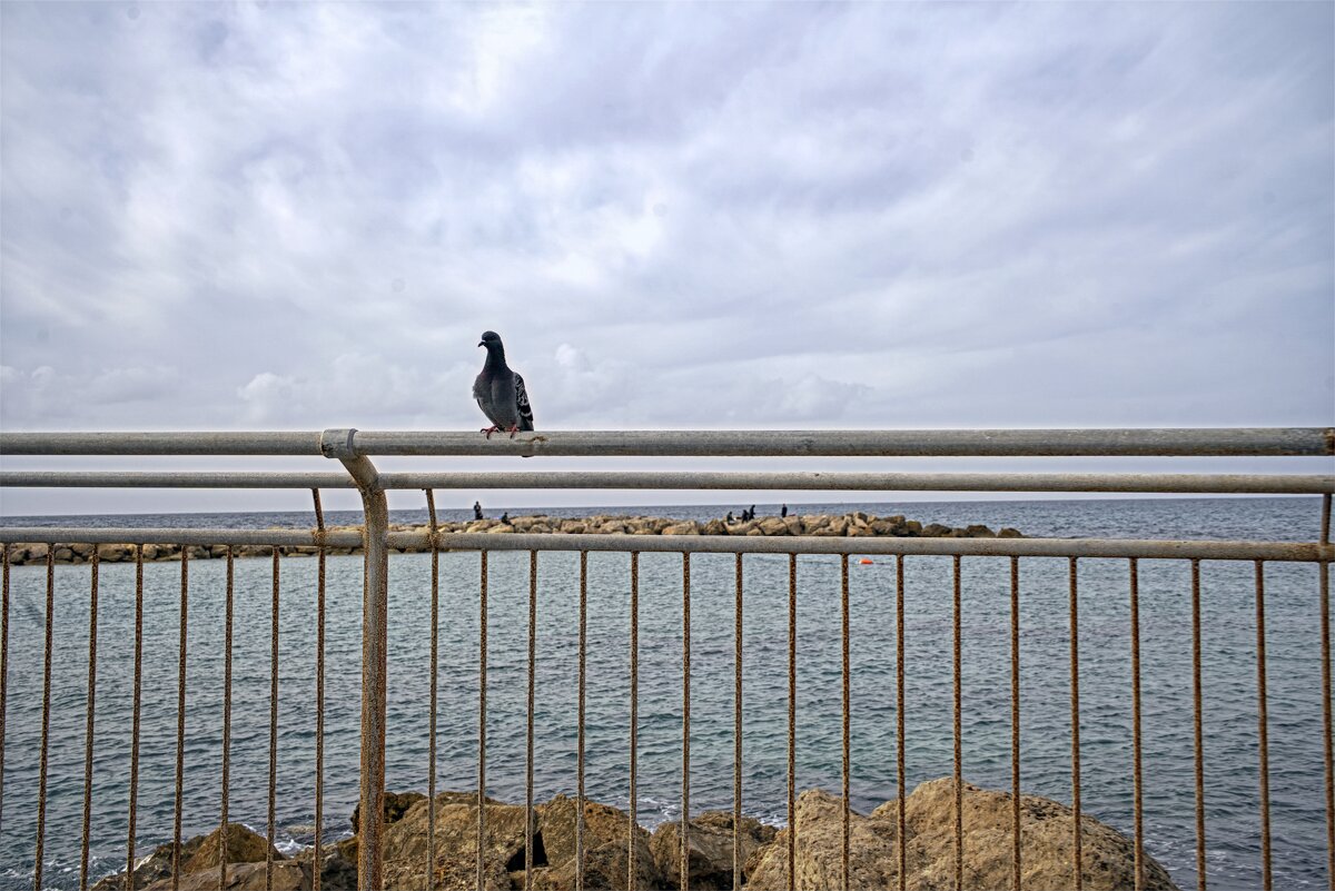 Израиль * Хайфа* Бат Галим.  на багет прилетела и голубка (Голубь) 27.1.2026 - ujgcvbif 