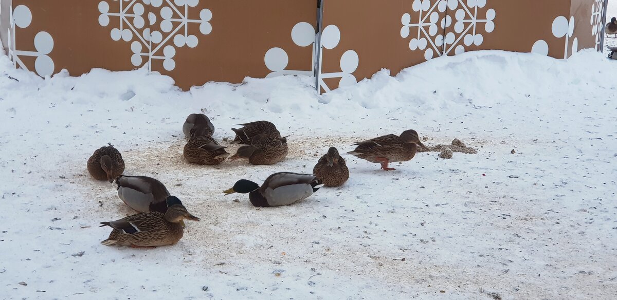 Утиные истории - Galina Solovova