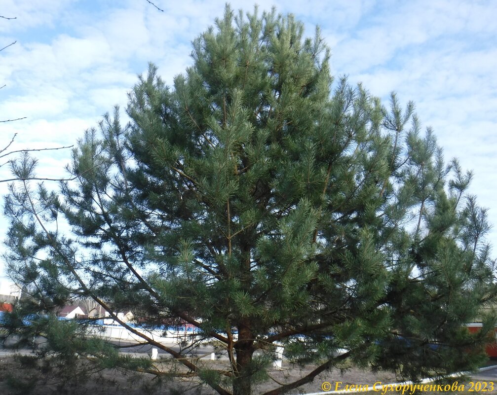 Молодая сосенка - Елена Сухорученкова