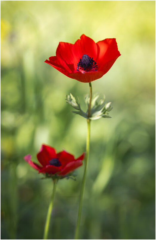 Ве́треница коро́нчатая (лат. Anemóne coronária) - Александр Григорьев