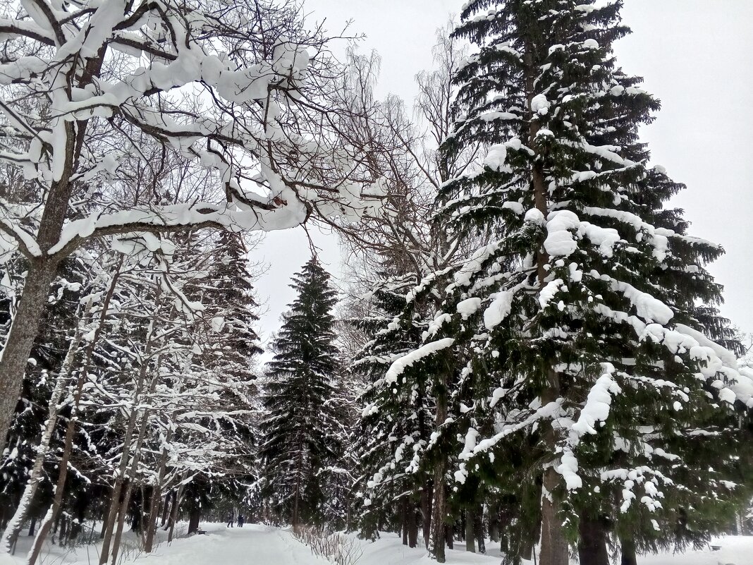 Зима - Сапсан 