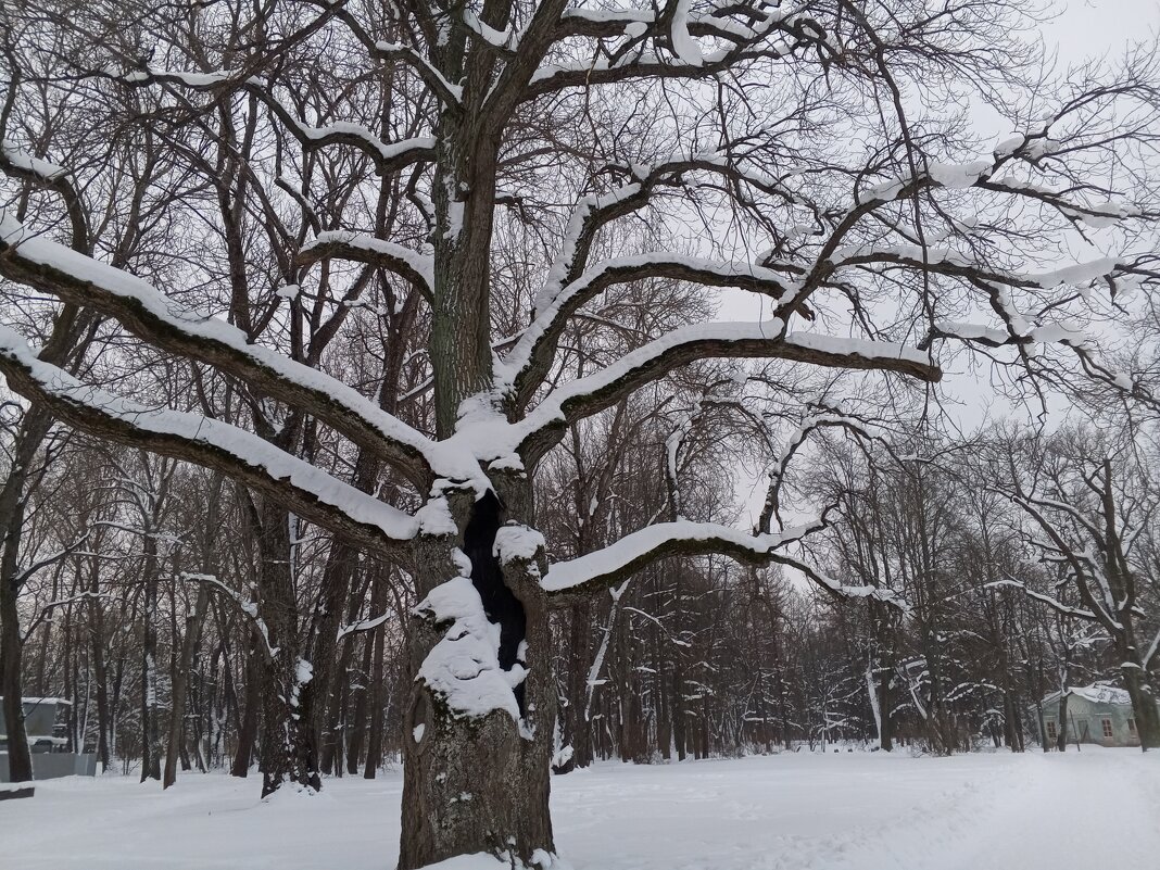 Зима - Сапсан 