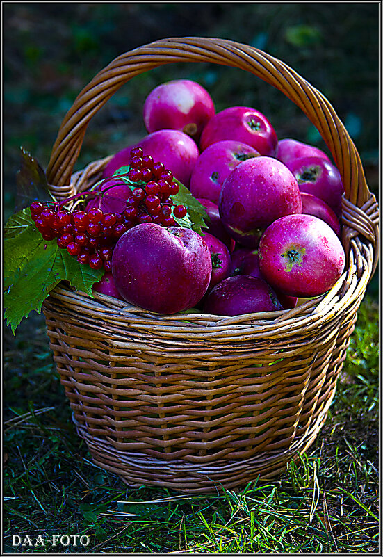 Корзинка с яблоками и калиной. - Александр Дмитриев