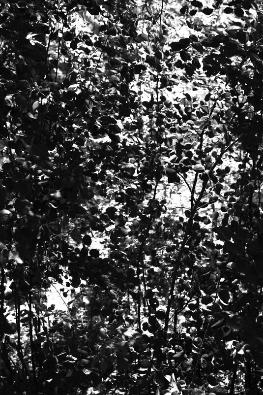 Фотография - Денис Безногов