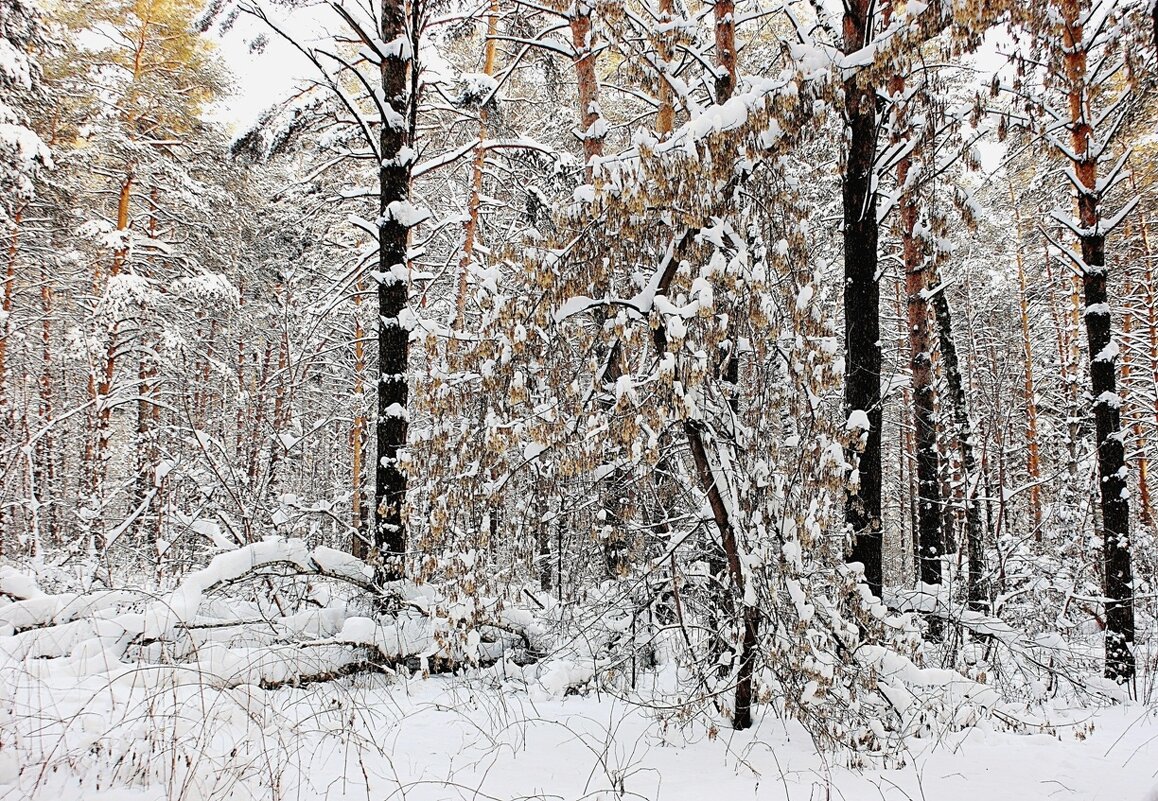 Принарядился лес - Галина Нестратова
