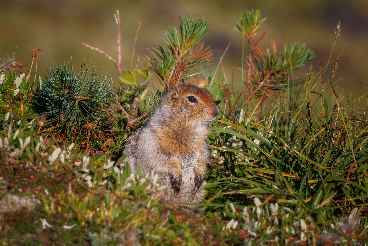 Евражка - Sergey38 