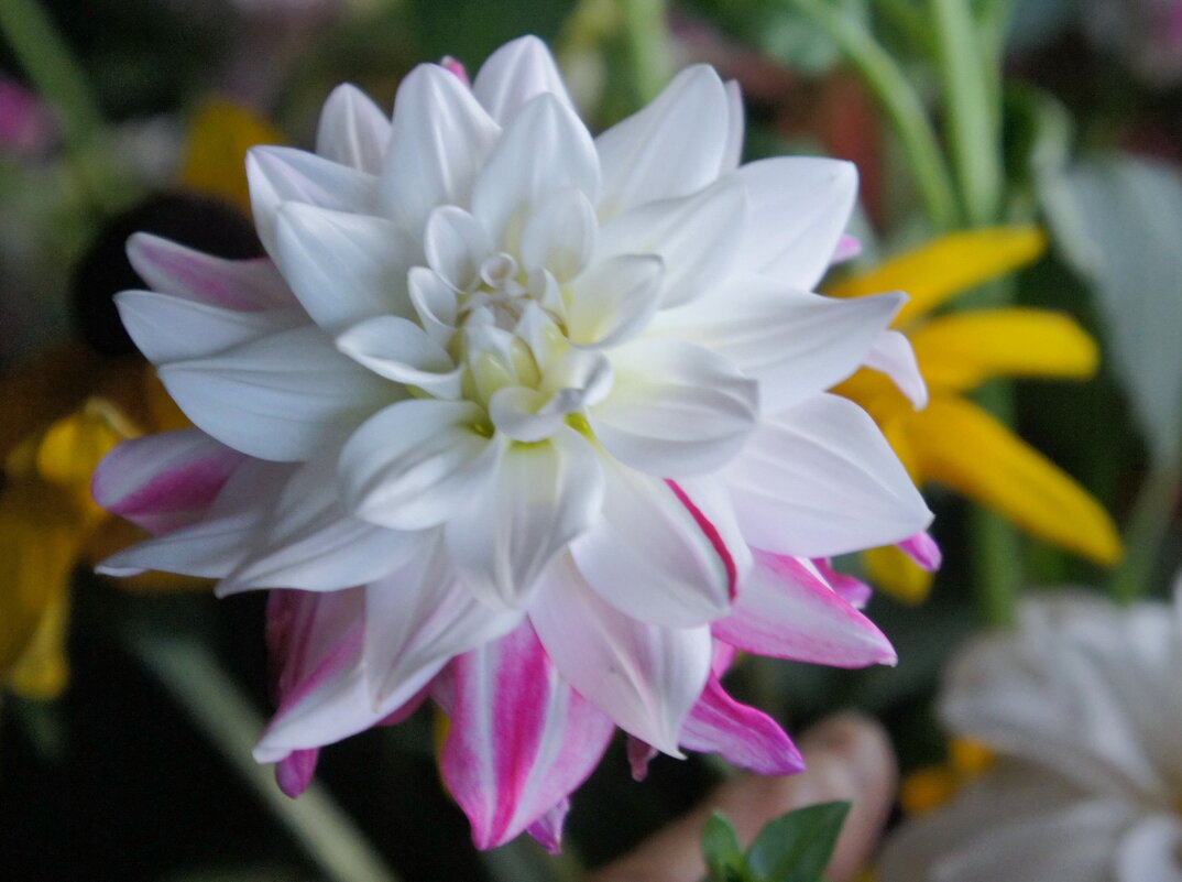 Цветок георгина. - сергей ермошкин