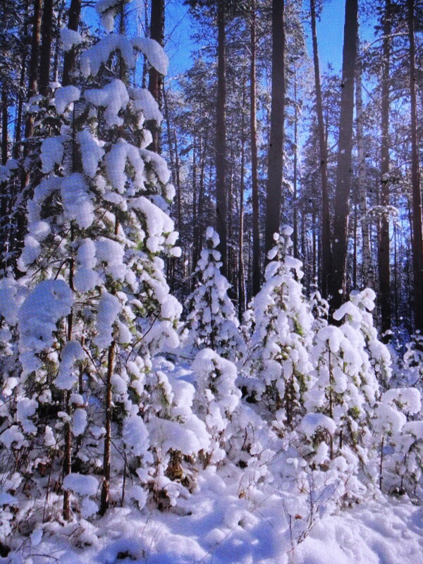 Зима в лесу - Людмила Смородинская