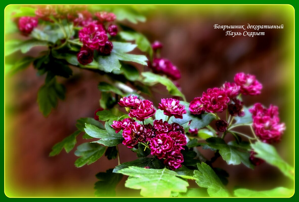 ** - Vlad Сергиевич