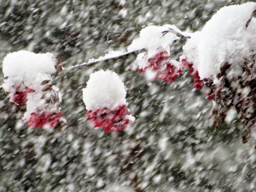 Заметает зима - Лариса С.