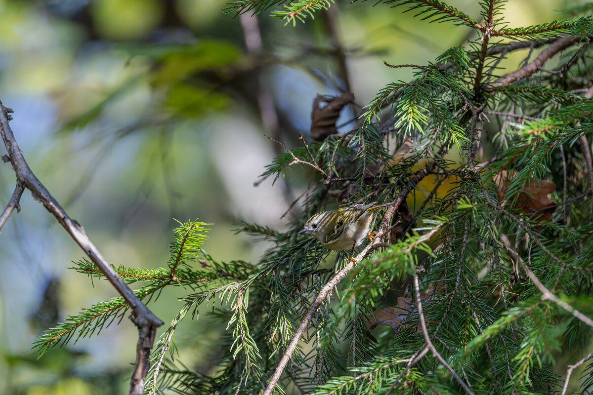 желтоголовый королек. - юрий макаров