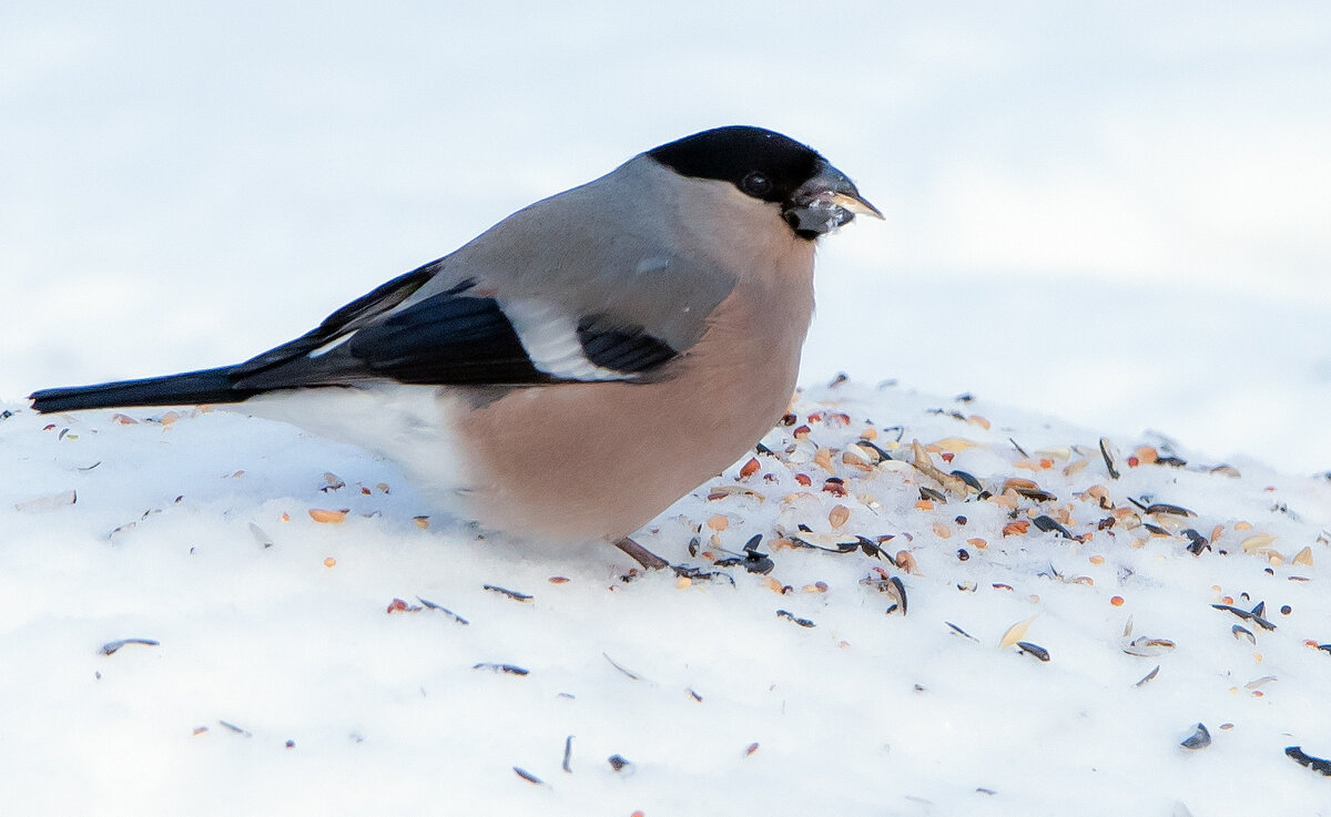 **** - Владимир Безбородов