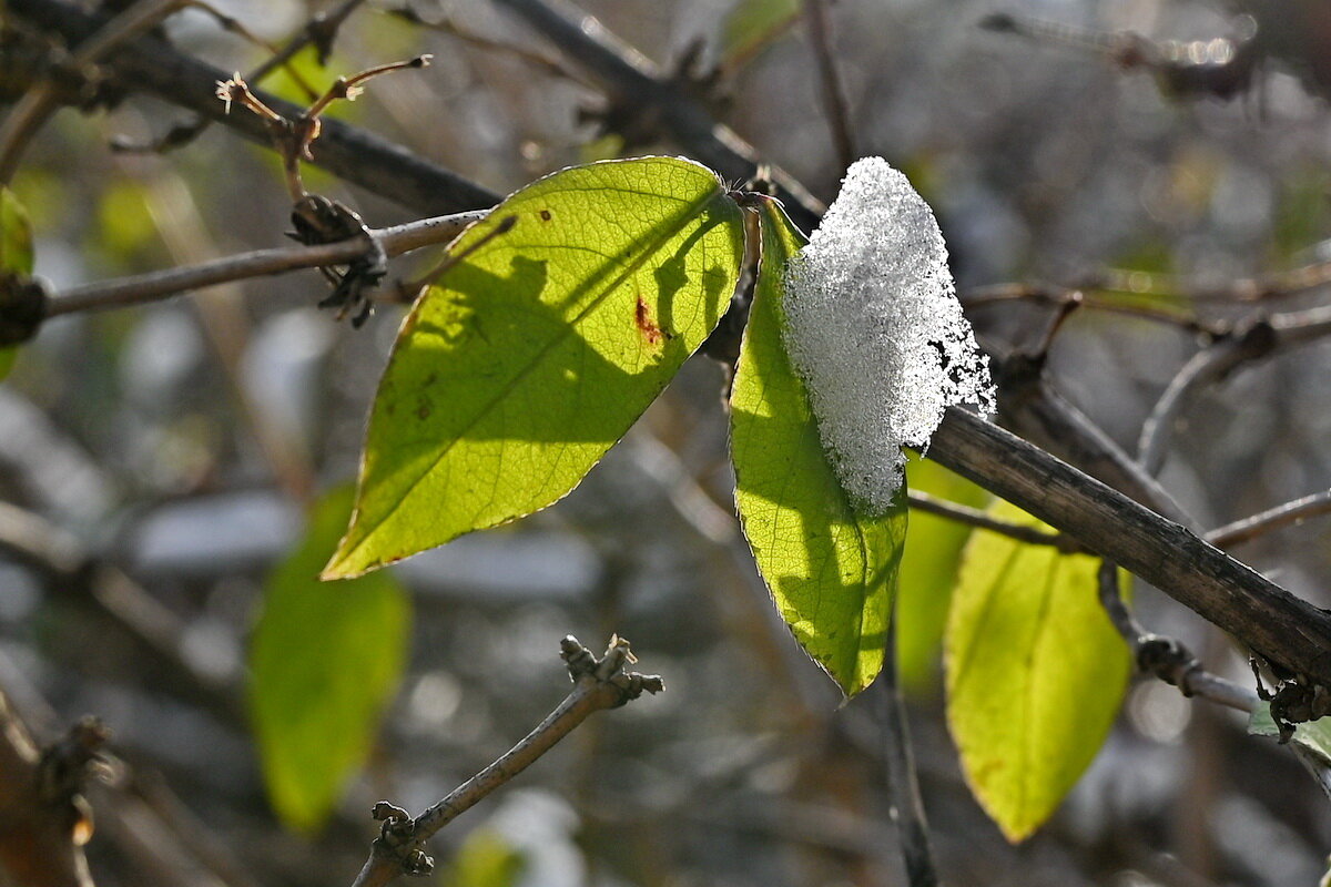 Всё что осталось... - Николай Саржанов