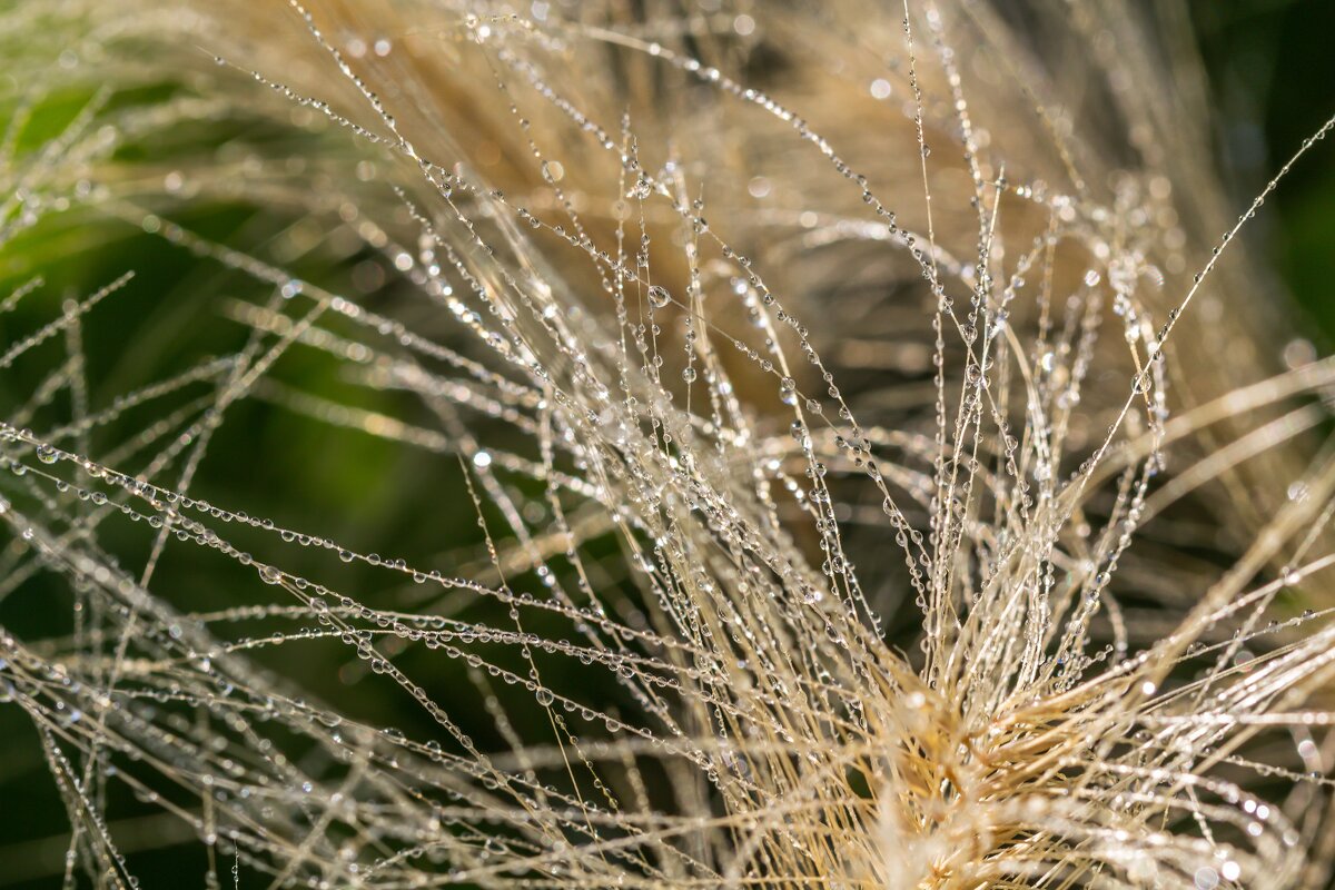 Краски лета. Утренняя роса. - Алексей Трухин