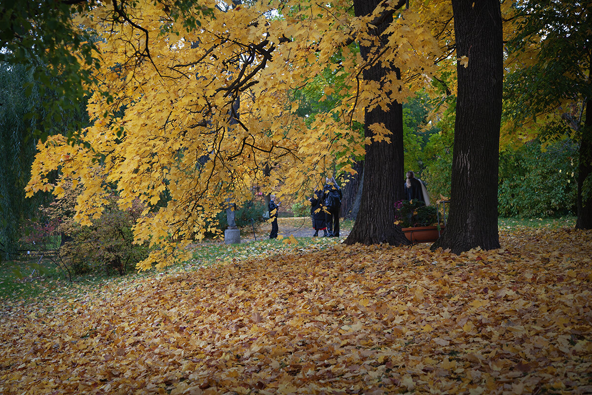 Золотая листва,золотая... - Лилия *