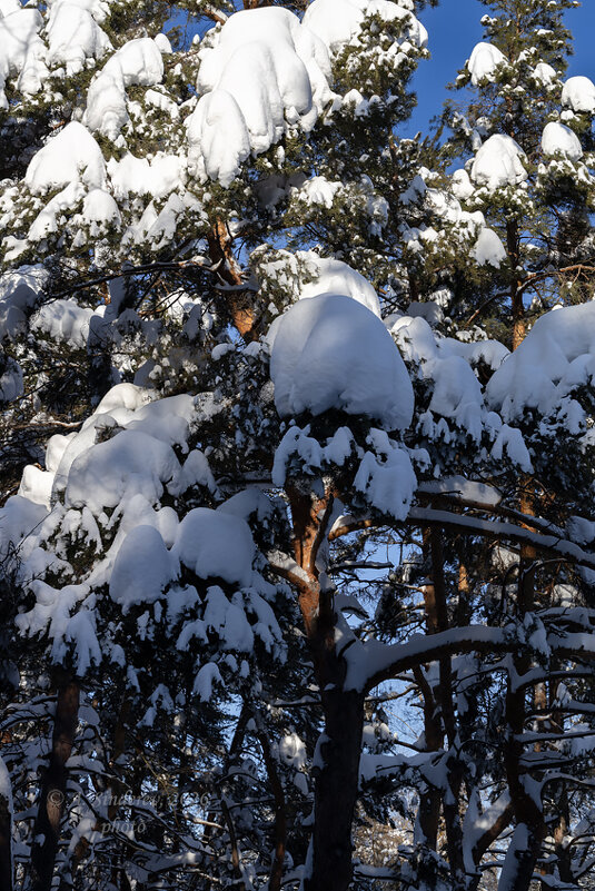 Снег на дереве - Александр Синдерёв