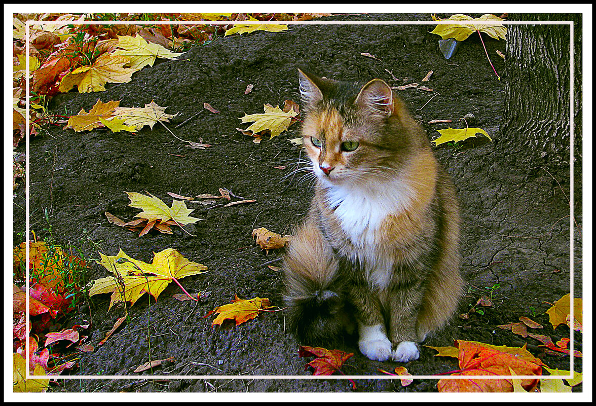 Моя киса - Владимир Кроливец