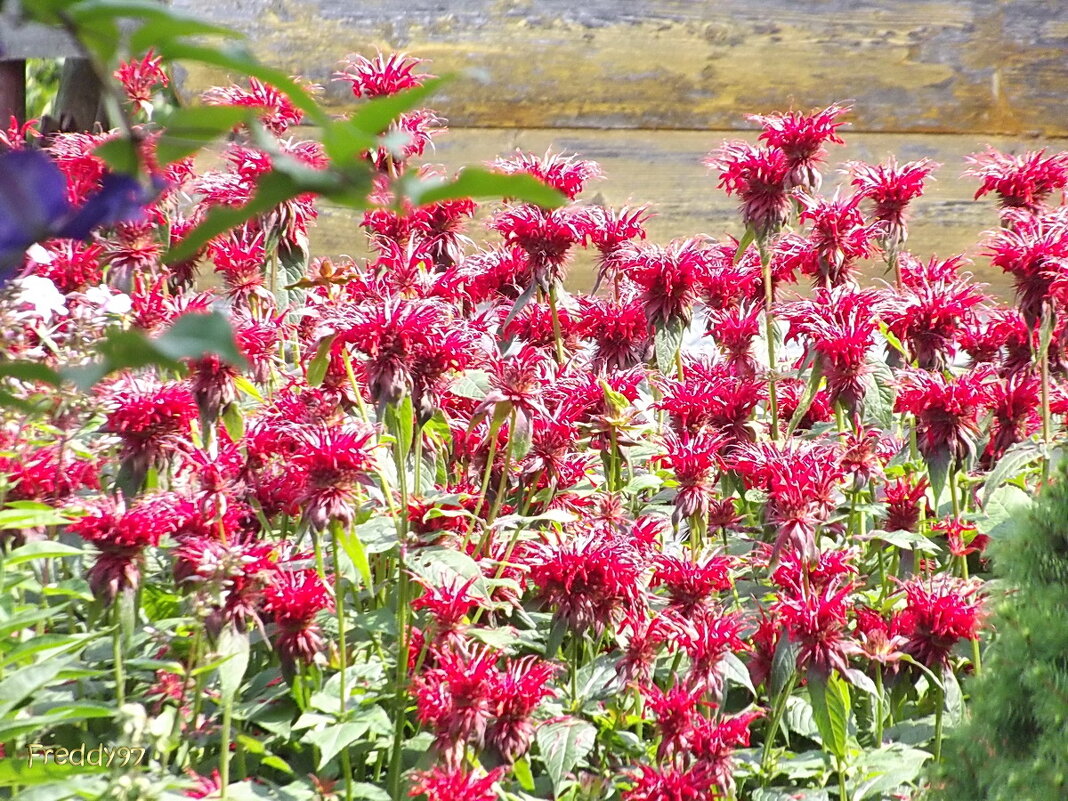 Монарда - Freddy 97