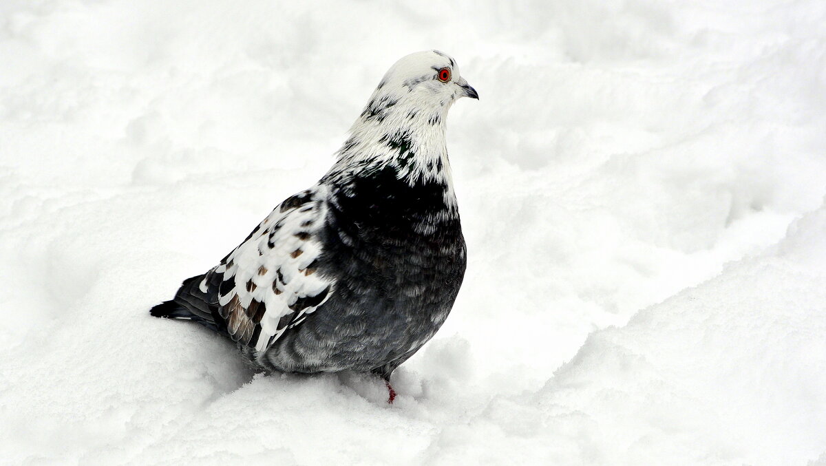 Черное на белом.... - Анатолий Анищик