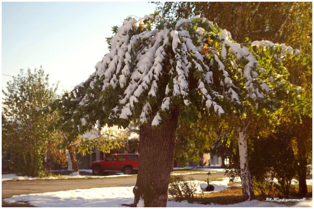 Это не пальма..Это клён. - Михаил. 
