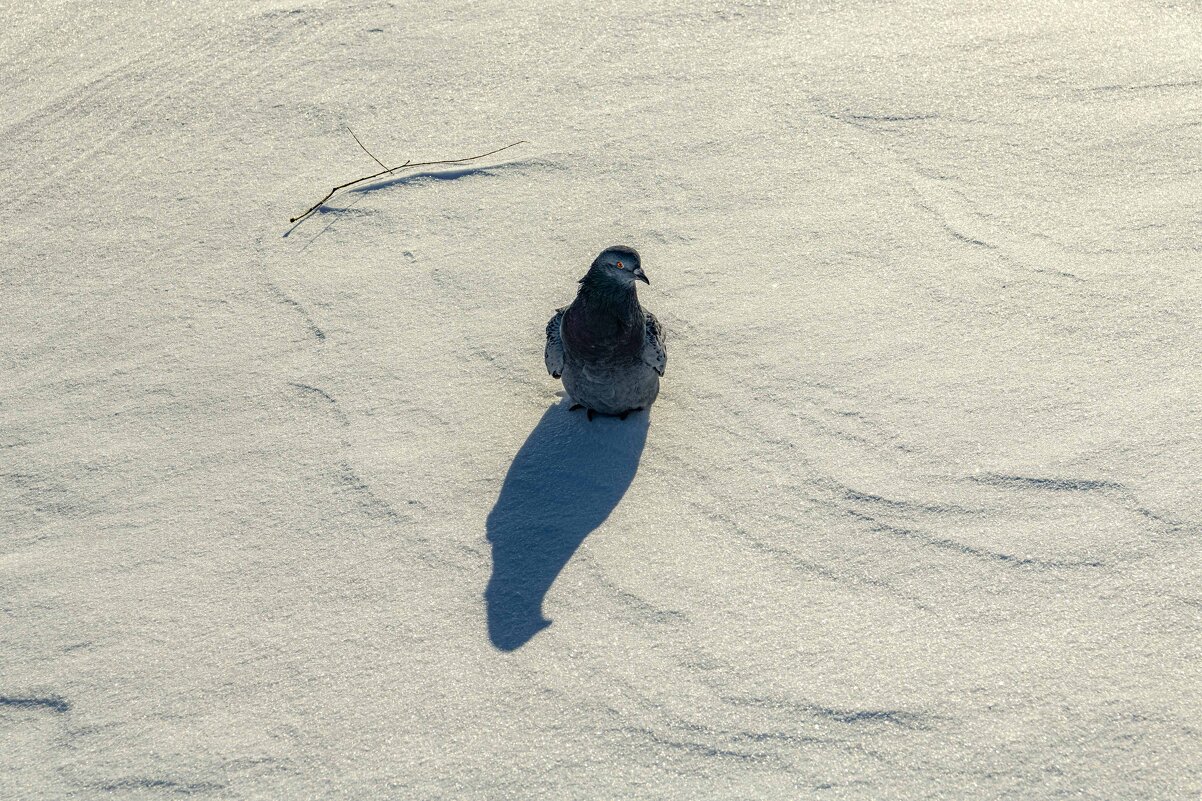 Голубь на снегу - Константин Бобинский