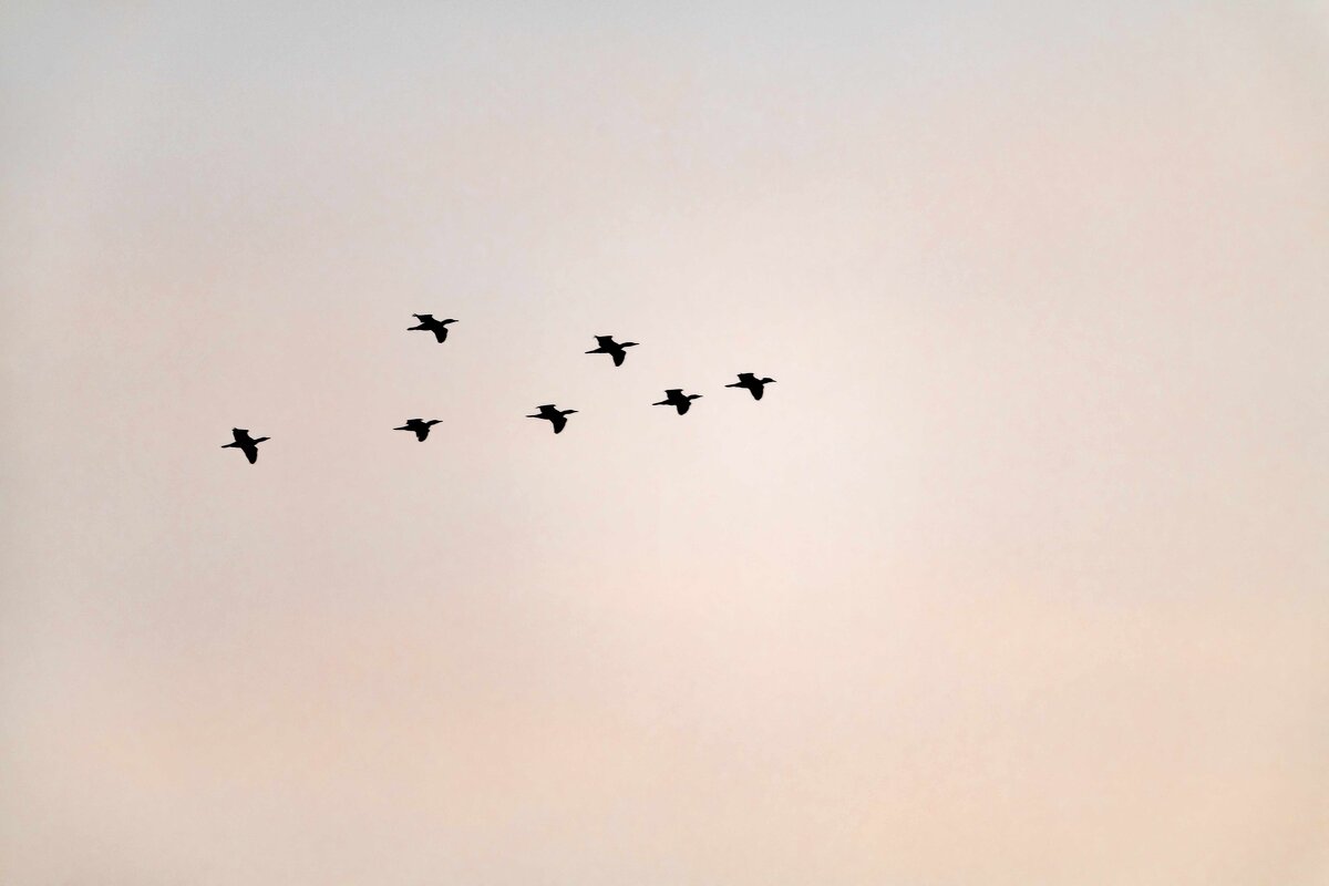 Летят бакланы - Константин Бобинский