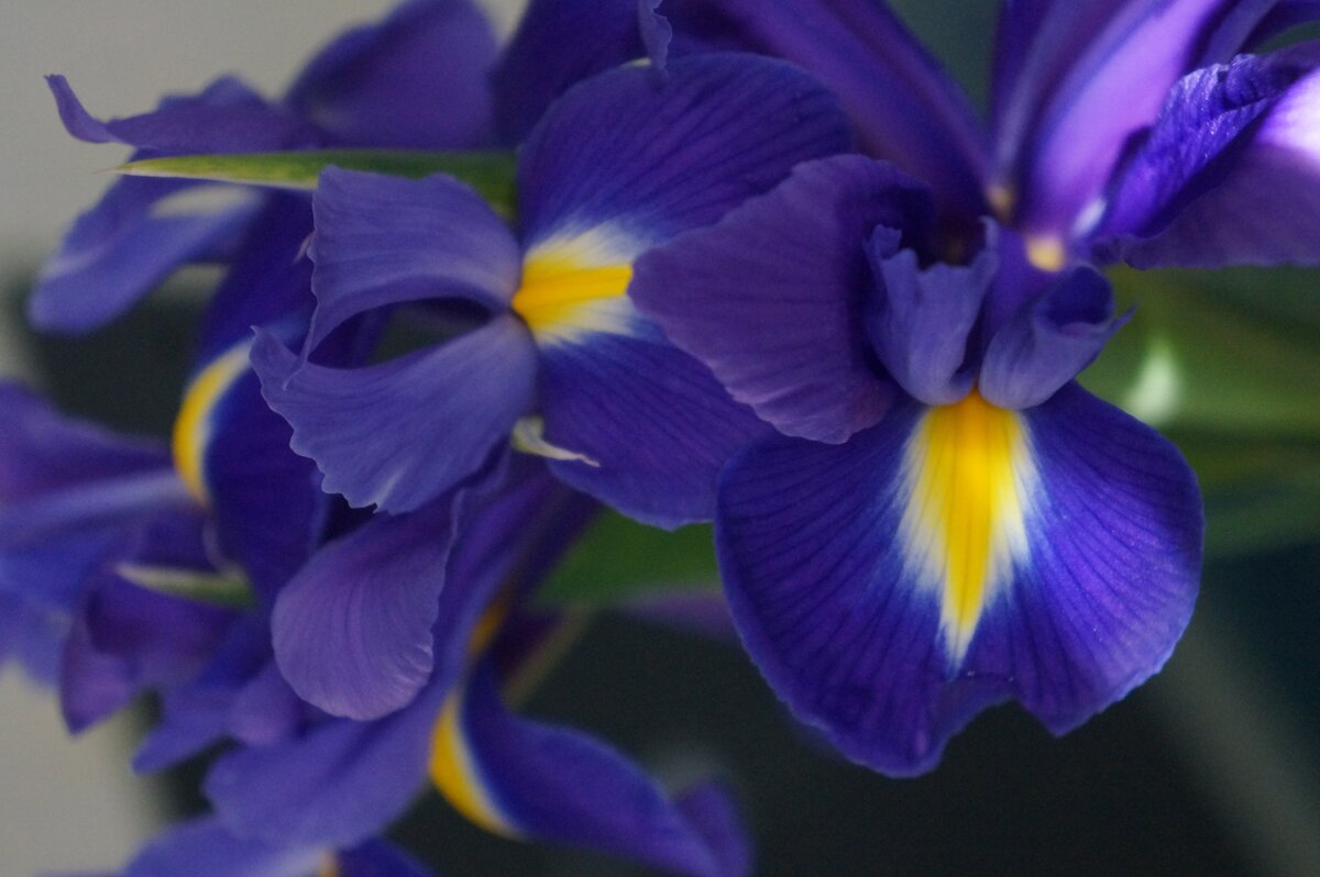 Ирисы... - Алёна Савина