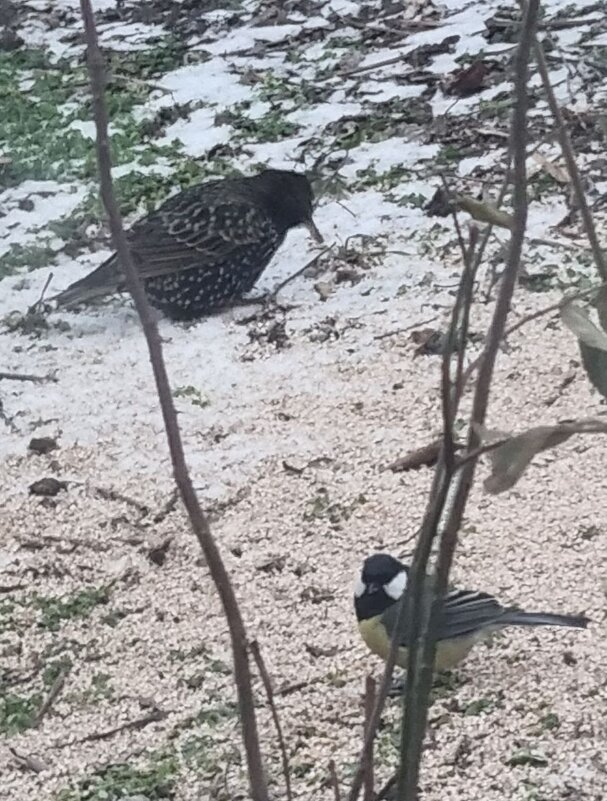 Скворец вернулся домой - Наталья 